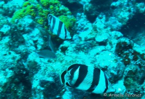 Malendure - îlet Pigeon